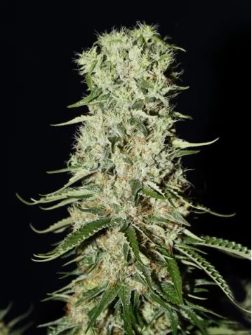 Strain Hunter Damnesia Cannabis Strain